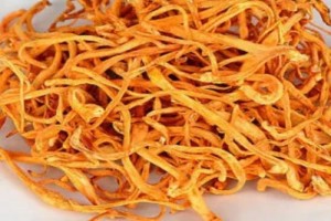 Dried Cordycep militaris mushroom. from India